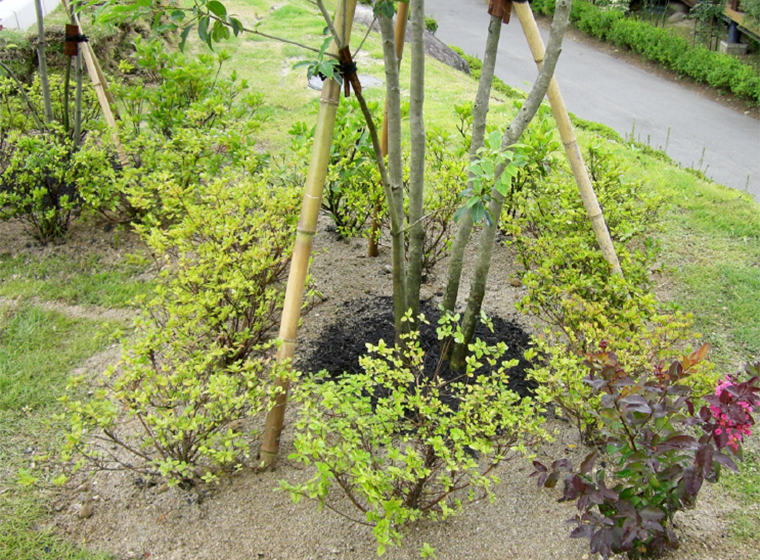 バランスを考え植栽します。