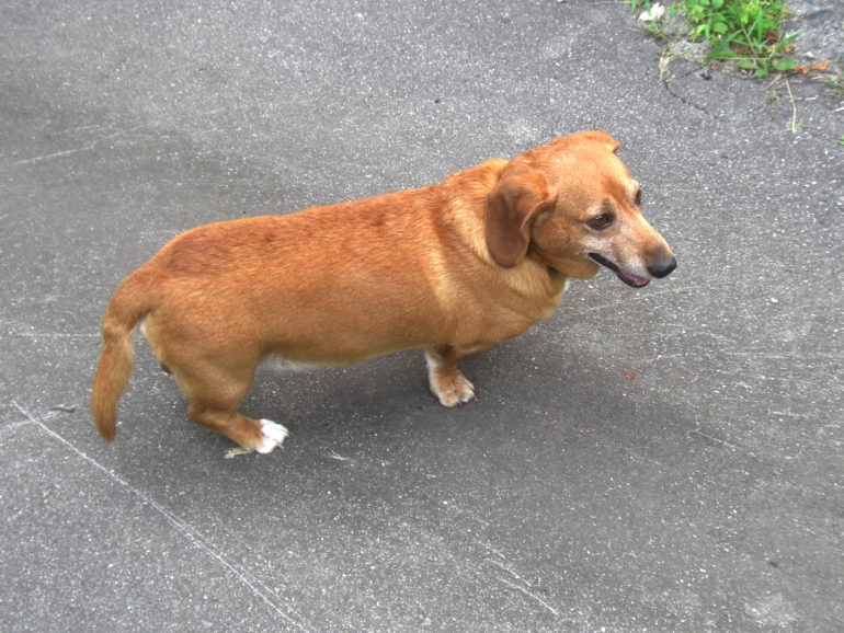 愛犬のハーレー君