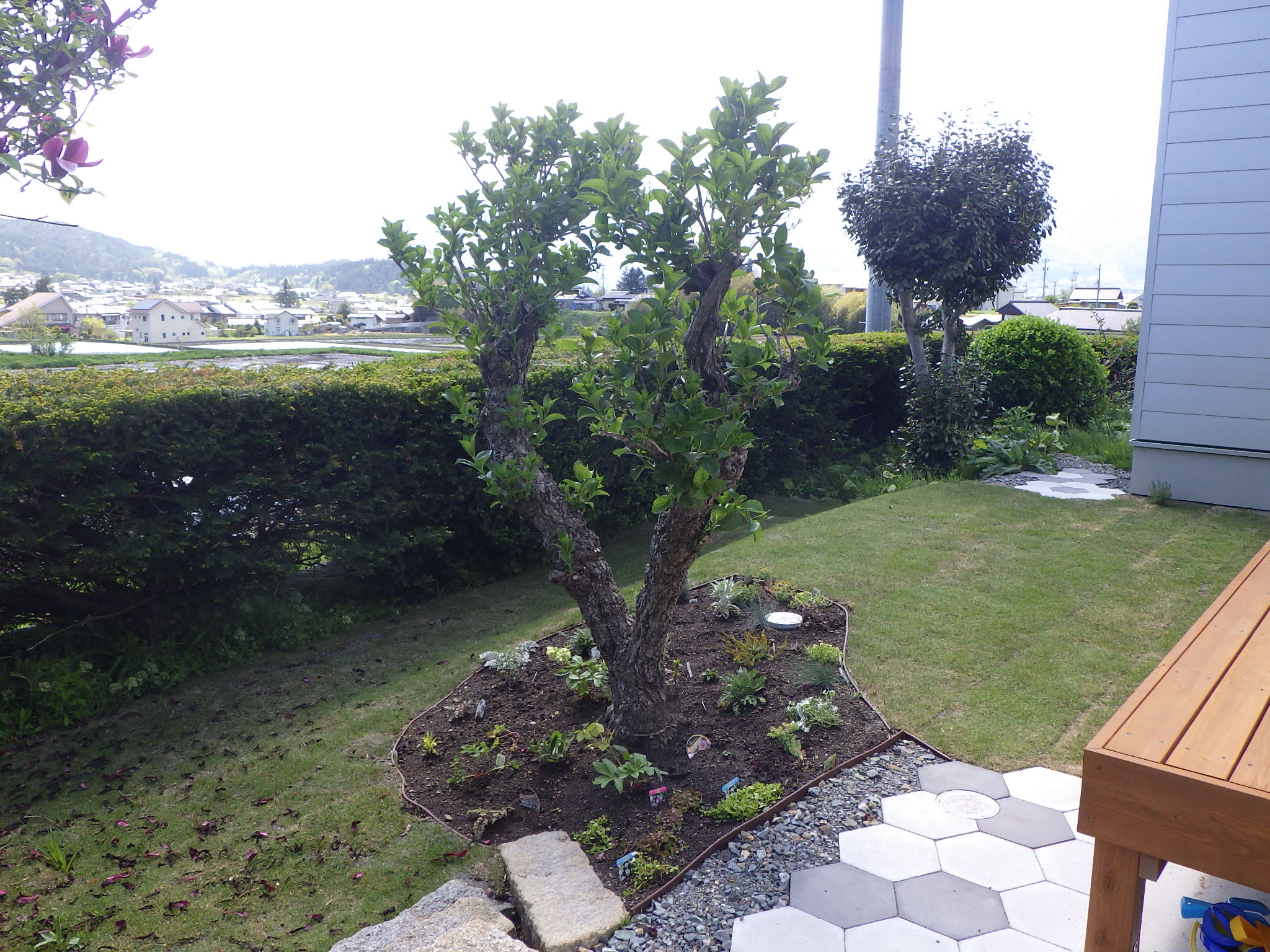 芝、植物はいりました